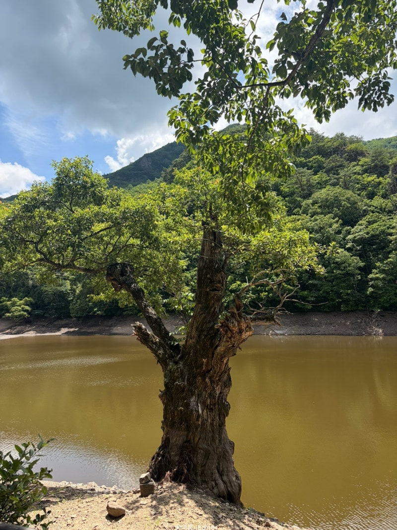 청송 당일치기 여행, 여름 주산지/ 가볼만한곳 추천, 주산지 7월