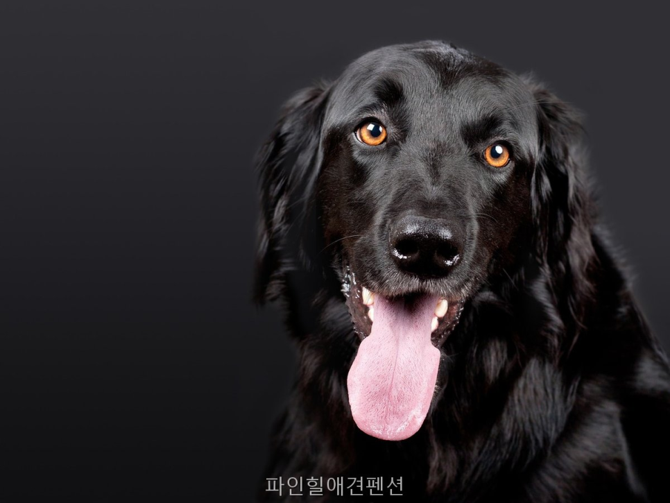 파인힐애견펜션 사진 2