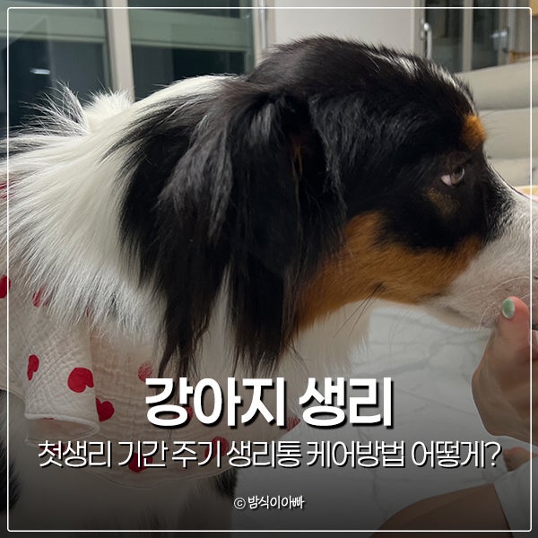 강아지 첫생리 생리기간 생리주기 생리통 케어방법 어떻게 도와줄까?