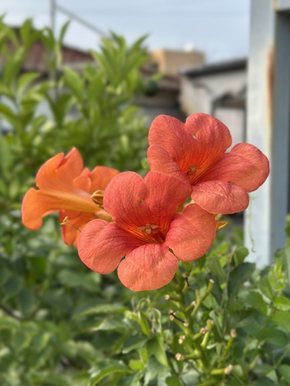 돈사촌 사진 6