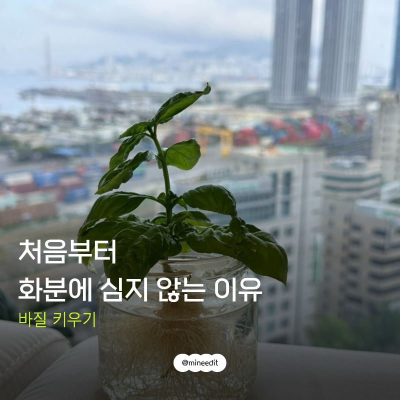바질 키우기, 흙보다 수경재배가 더 쉬울까요?