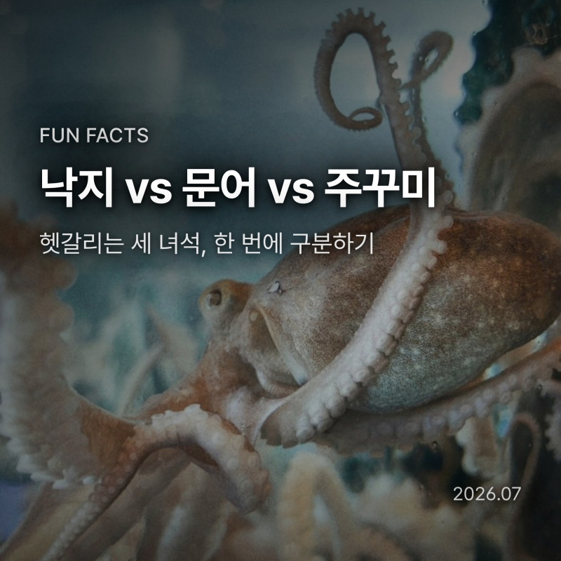 낙지 문어 주꾸미 차이, 세발낙지는 다리가 3개?