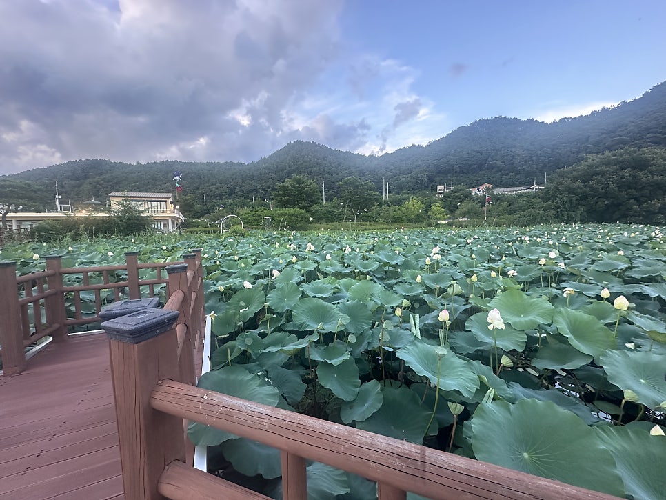 파대지 사진 4