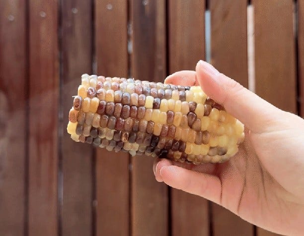 강원도 흑찰옥수수, 농부가된해적왕 참나무장작불 찐 흑찰옥수수를 고를 때 확인할 3가지