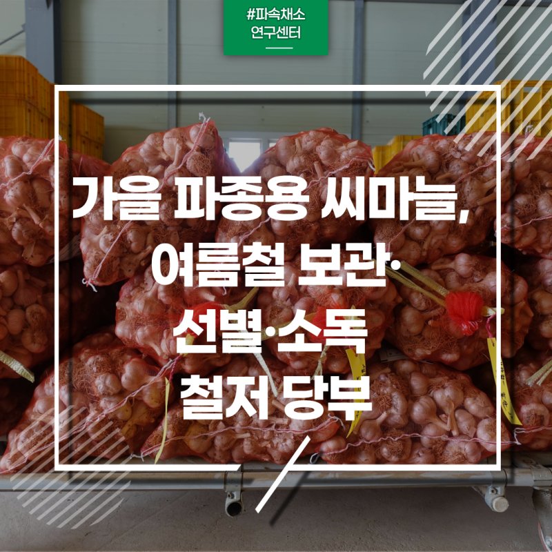 가을 파종용 씨마늘, 여름철 보관·선별·소독 철저 당부