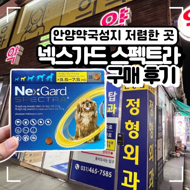 경기도 안양 약국 성지 넥스가드 스펙트라 가격 저렴한 곳, 안양중앙시장약국 후기