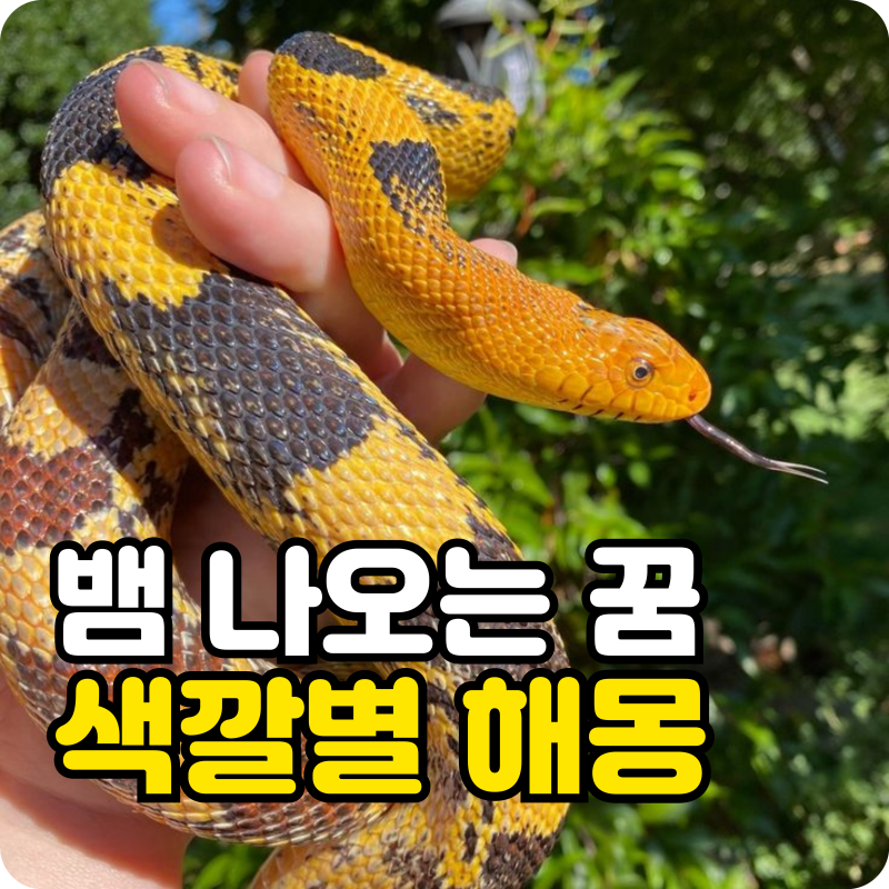 뱀 나오는 꿈 진짜 태몽일까? 색깔별 해몽 총정리