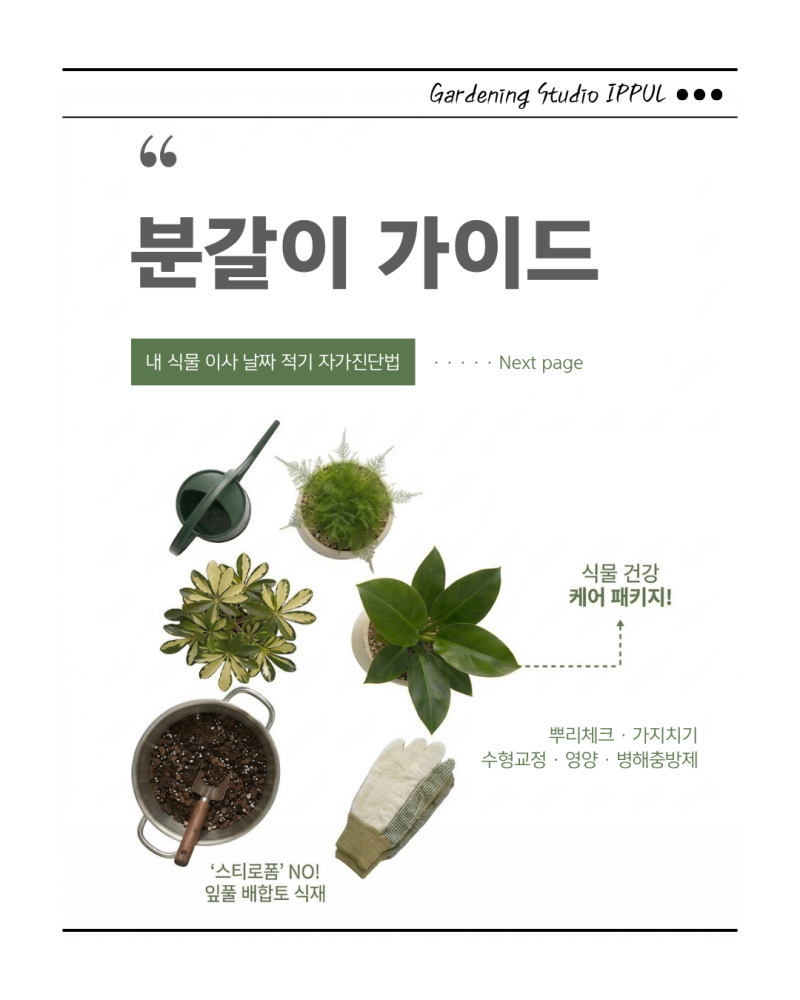 [춘천 식물가게] 화분 분갈이 안내서 | 분갈이 시기 자가진단 & 분갈이 비용 총정리