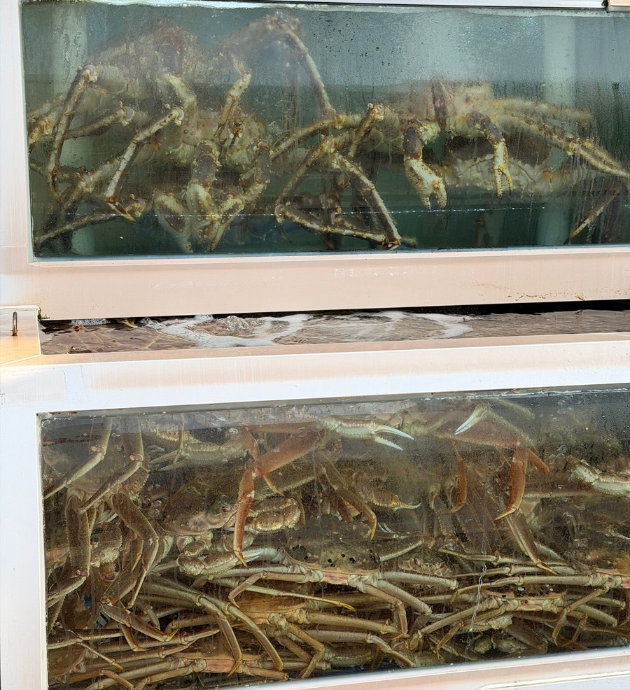 부자대게 사진 2