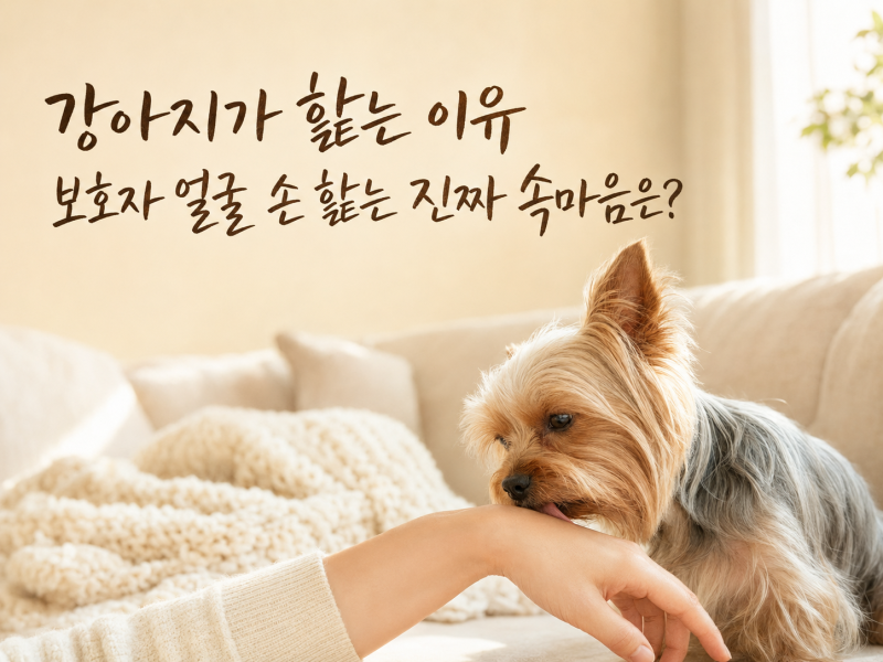 강아지가 핥는 이유, 보호자 얼굴 입 손 핥는 진짜 속마음은?