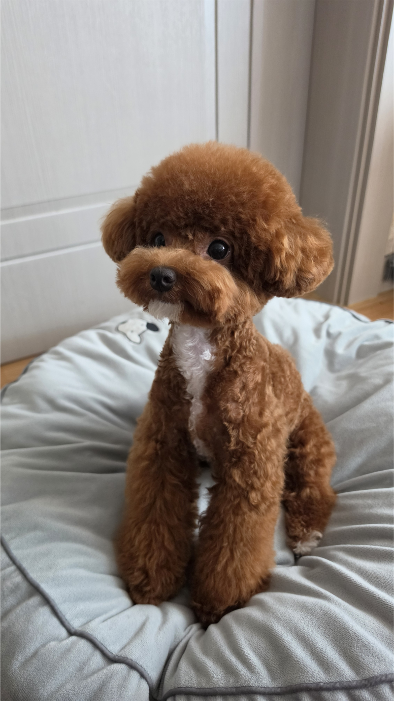 강아지 혈변과 설사 피똥 싸는 이유 원인