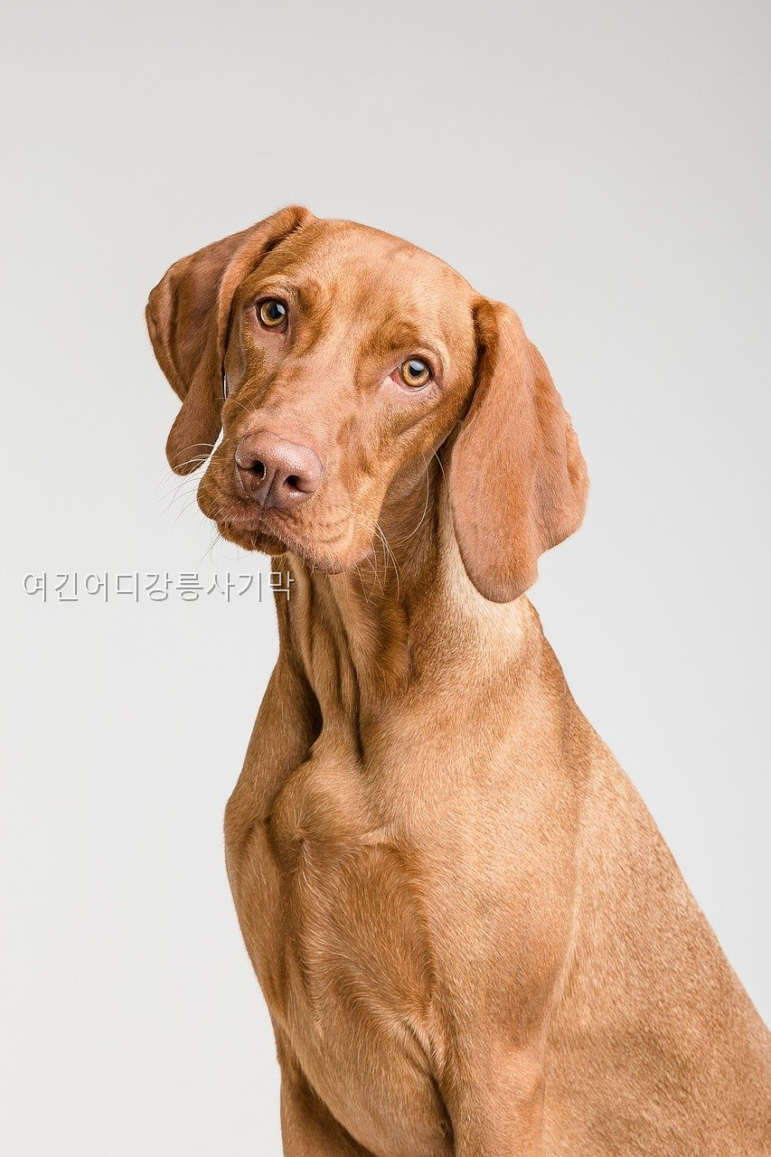여긴어디강릉사기막 사진 4