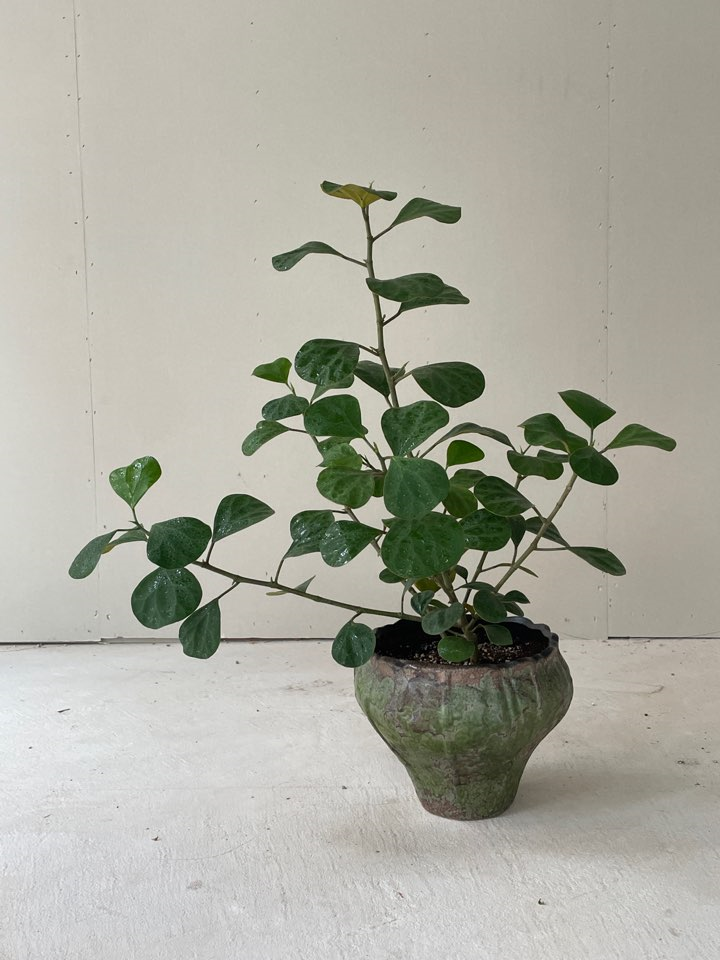[Plant] 휘커스 델토이데아, 은방울 고무나무
