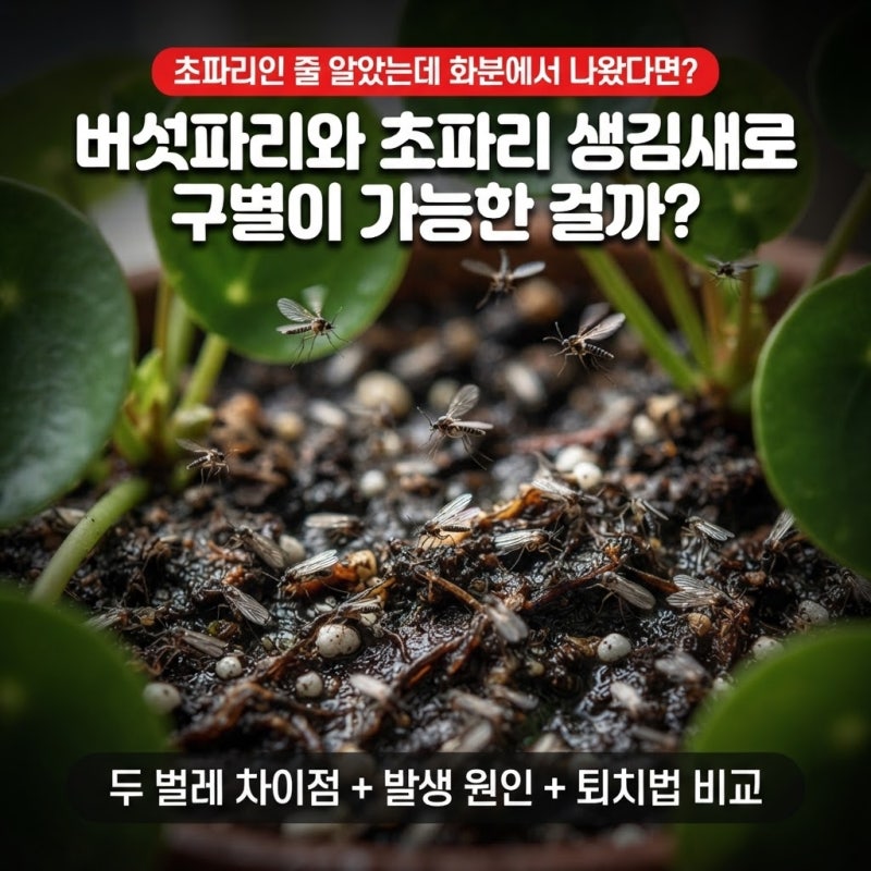 "버섯파리와 초파리 생김새"로 구별이 가능한 걸까?