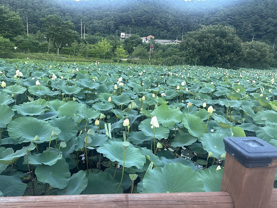 파대지 사진 2
