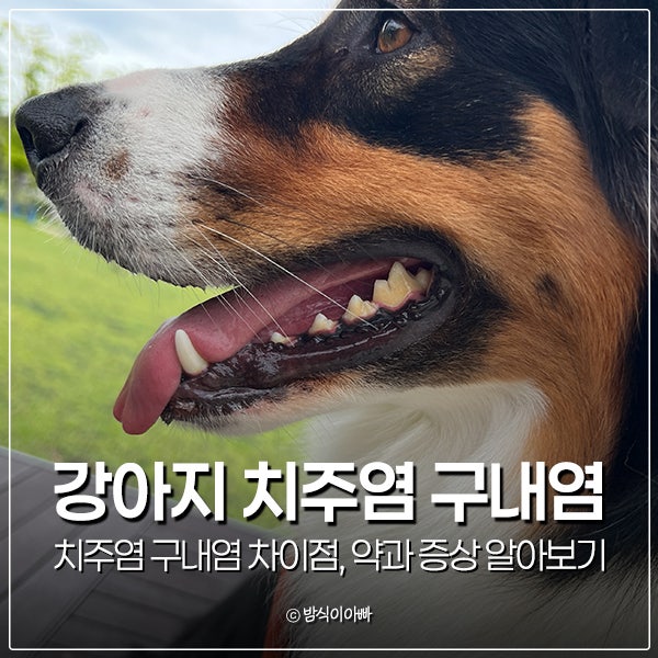 강아지 치주염 구내염 차이점, 약과 증상 알아보기