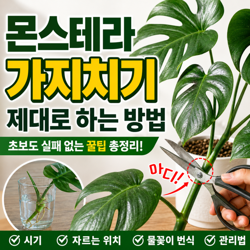 몬스테라 가지치기, 잘못 자르면 후회합니다! 초보도 실패 없는 가지치기 방법 총정리