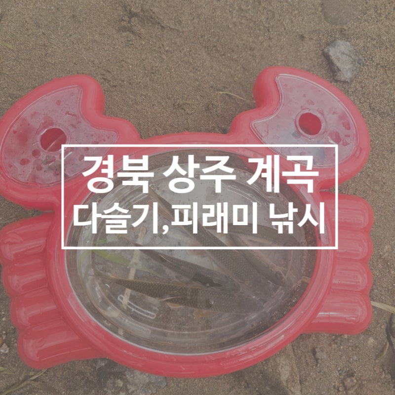 경북 상주 다슬기 많은 곳 찾아갔다가 피래미 줄 낚시(파리 낚시)까지 신나게 하고 온 계곡 ....