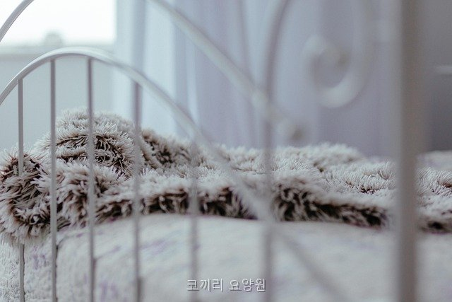 코끼리요양원 사진 5
