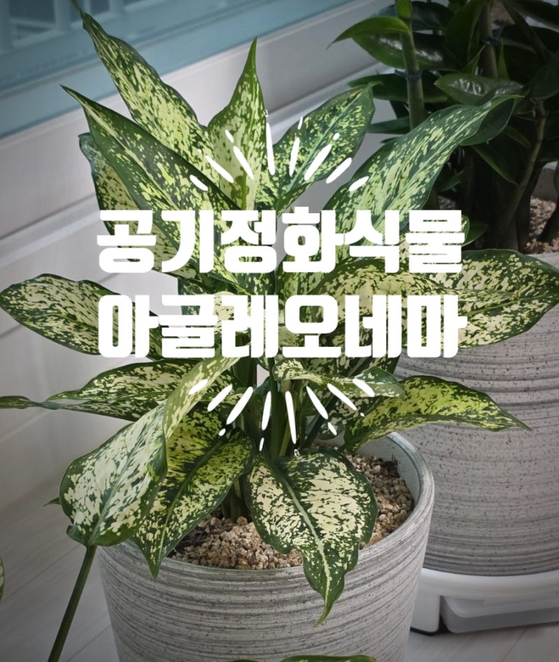 공기정화 식물 아글레오네마 스노우사파이어 키우기[수경재배, 물주기]