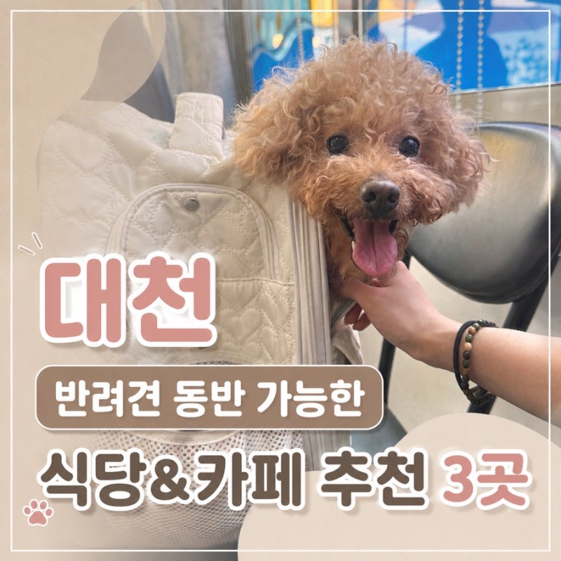대천 반려견 여행 1박 2일｜반려견 동반 가능한 맛집·카페·숙소까지 추천 코스