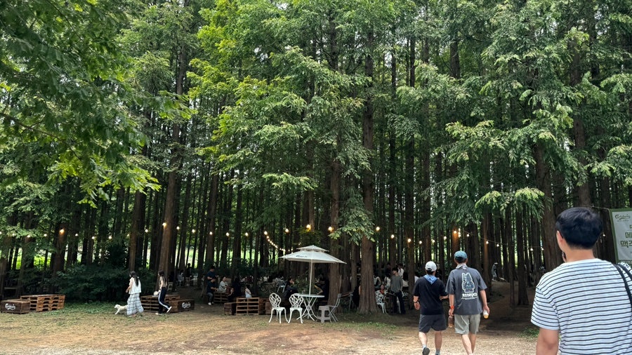 메타포레스트 사진 4