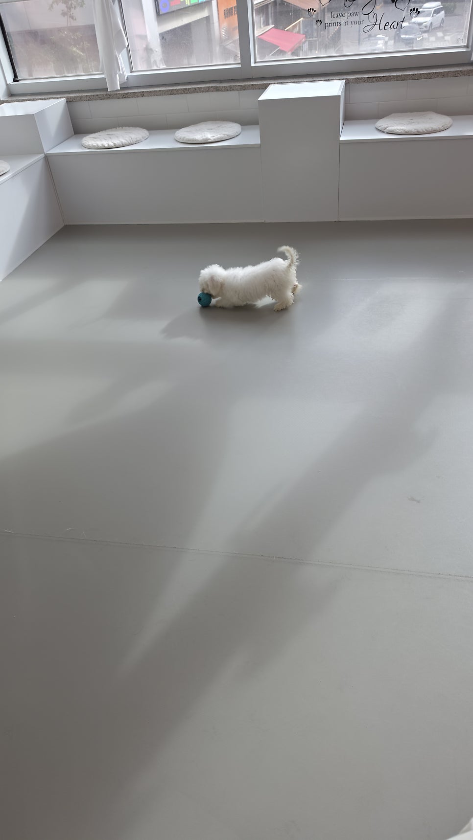 도그힐링 상주견카페 사진 3