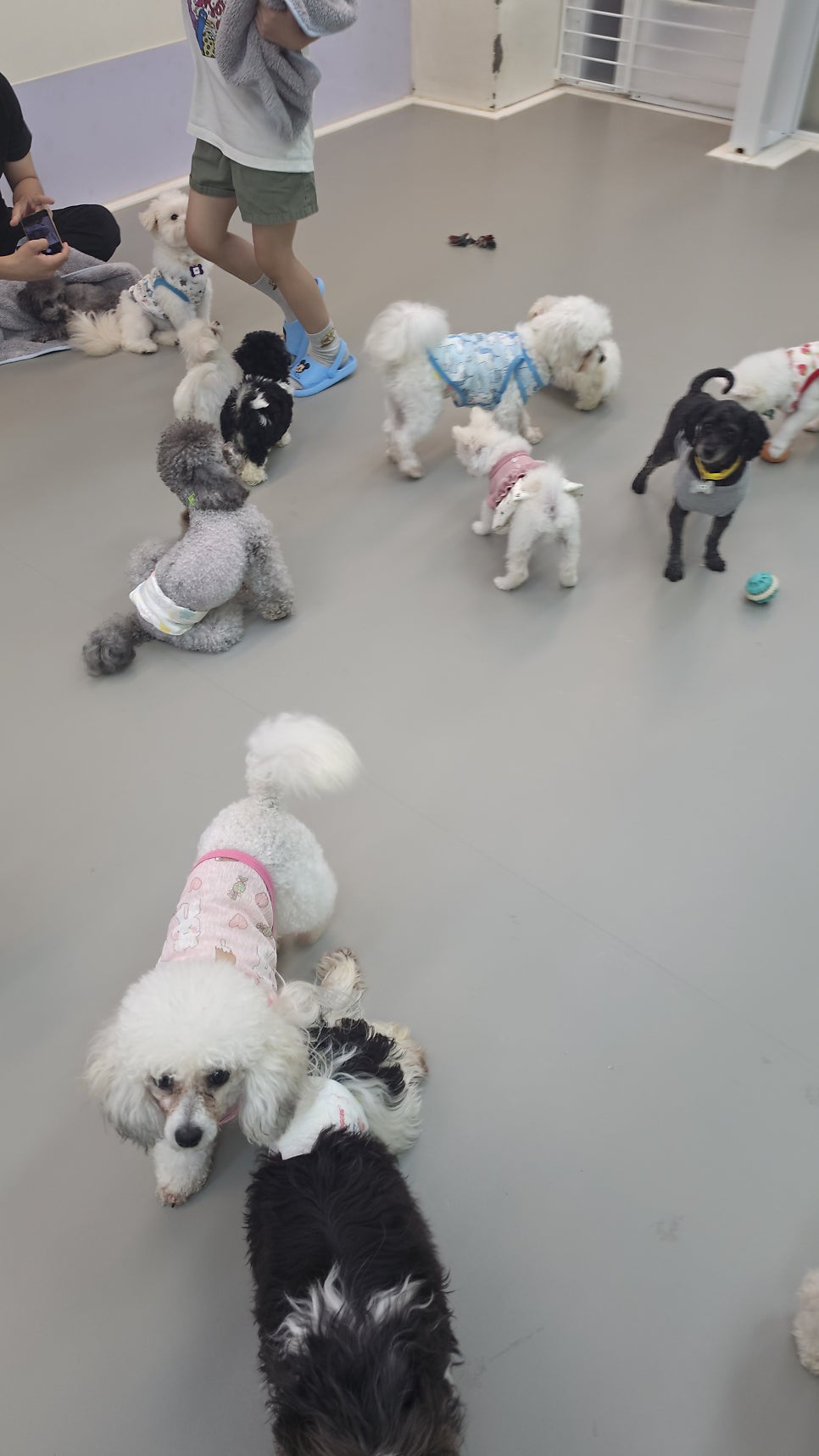 도그힐링 상주견카페 사진 2