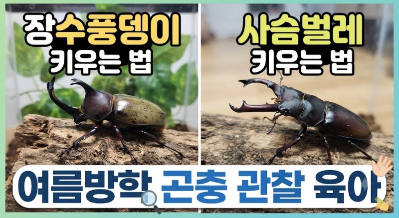장수풍뎅이 사슴벌레 키우는 법 | 여름방학 곤충 관찰 육아