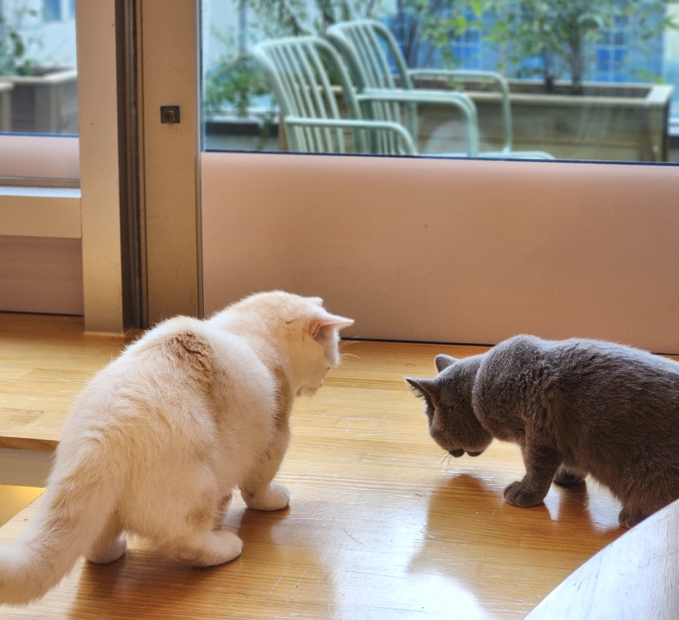 부타캣 강서점 사진 1