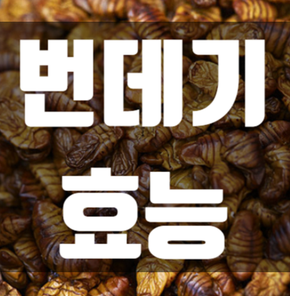 번데기 효능/번데기탕 레시피/다이어트