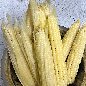 제철 찰옥수수 뉴슈가 없이 삶는법, 찌는법, 보관법
