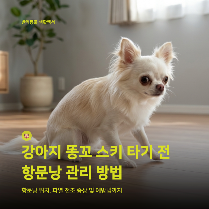강아지 항문낭 짜는법, 안 나오는데 억지로 쥐어짜면 파열됩니다 (위치 잡기)