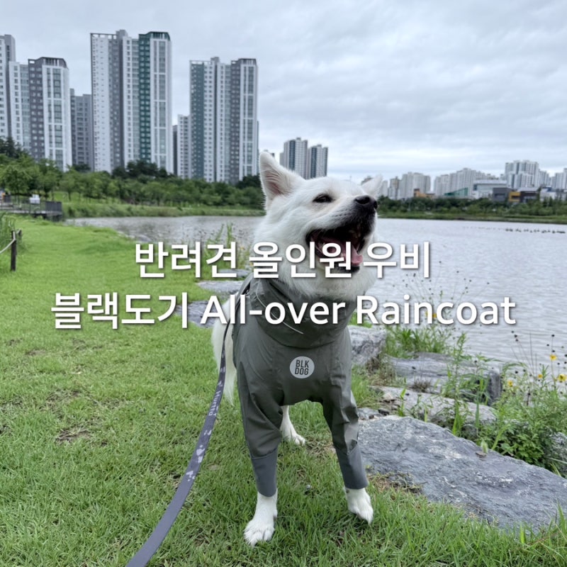 [블랙도기 올오버 레인코트] 중대형견 반려견 올인원 우비 장마철 실외배변