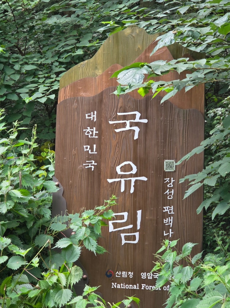 전남광주통합특별시 장성군 축령산(621m) 편백나무 휴양림 산림욕장 치유의숲길_장성댐 수변....