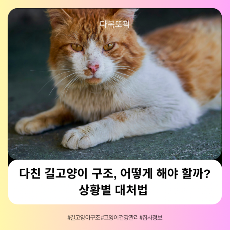 [집사정보] 다친 길고양이 구조, 어떻게 해야 할까? 상황별 대처법