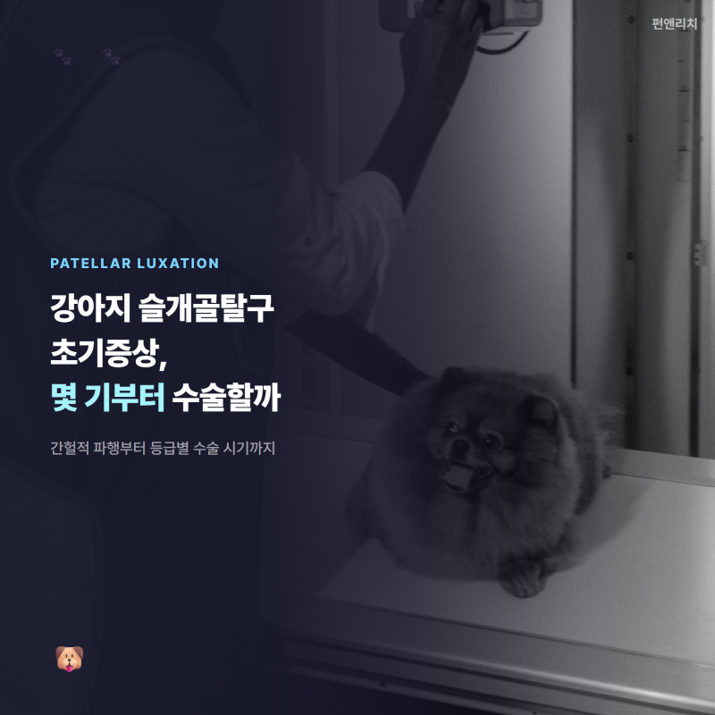 강아지 슬개골탈구 초기증상, 몇 기부터 수술이 필요할까