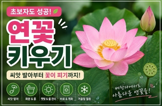 집에서 연꽃 키우기! 씨앗 발아부터 화분·물 관리·월동까지 총정리