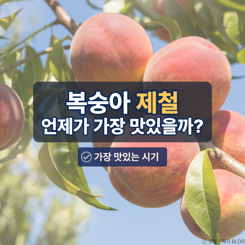 복숭아 제철은 언제일까? 가장 맛있는 시기와 대표 산지까지 정리
