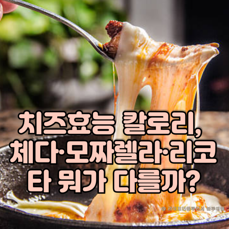 치즈효능 칼로리, 체다·모짜렐라·리코타 뭐가 다를까?