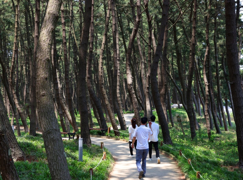서천 가볼만한곳 솔향과 바닷바람의 완벽한 하모니 장항송림 산림욕장 스카이워크 당일치기....