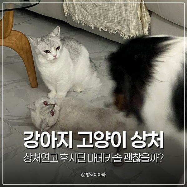 강아지 고양이 상처 상처연고 후시딘 마데카솔 사용 괜찮을까?