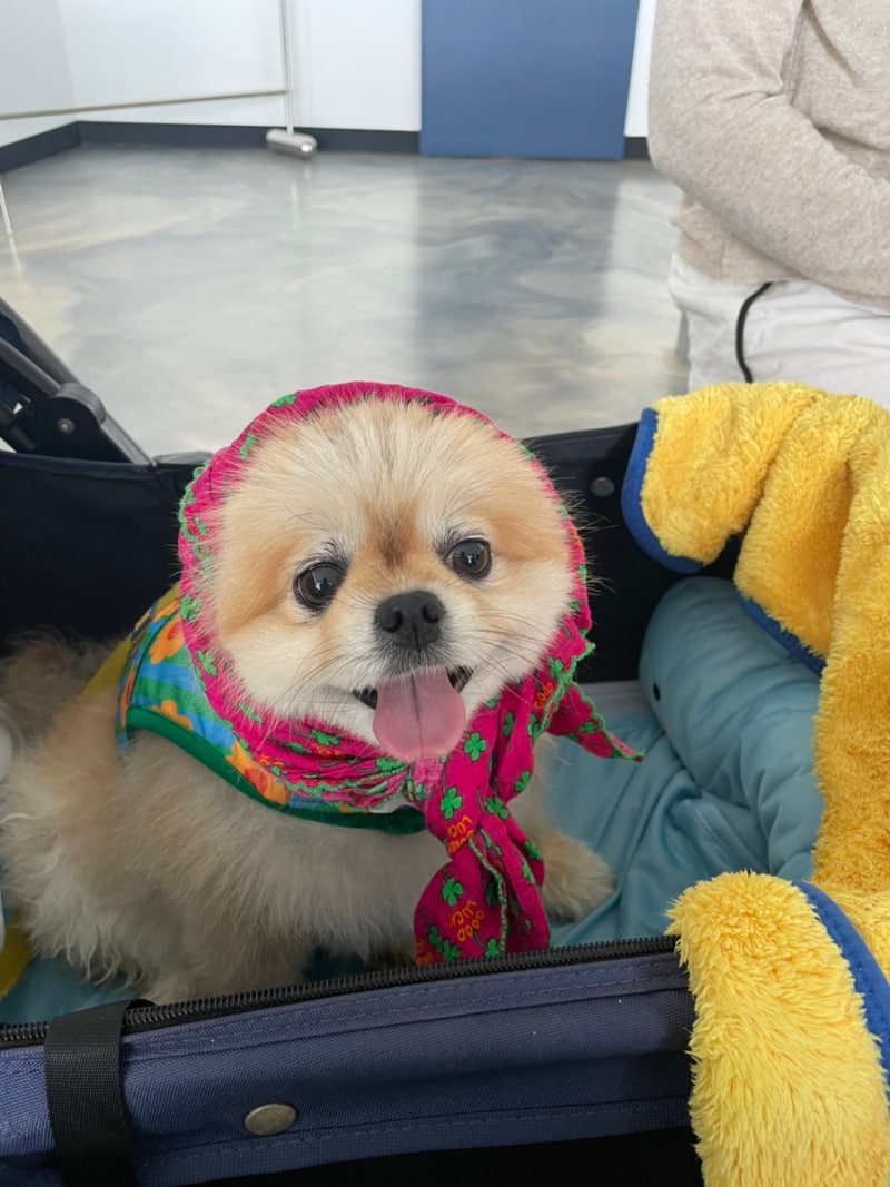 강릉애견동반 추천 음식점, 카페 모음집