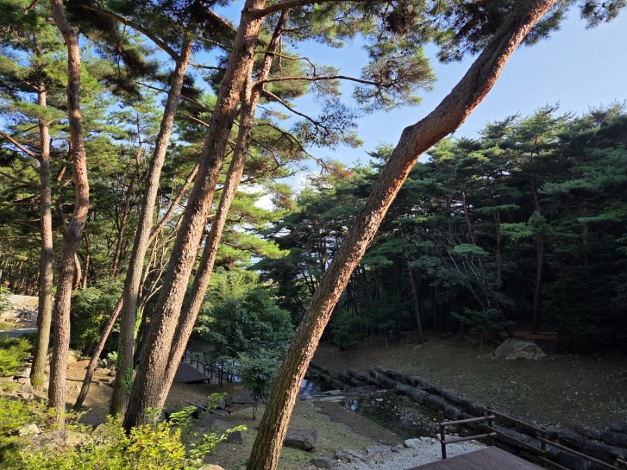 대봉산자연휴양림 사진 3