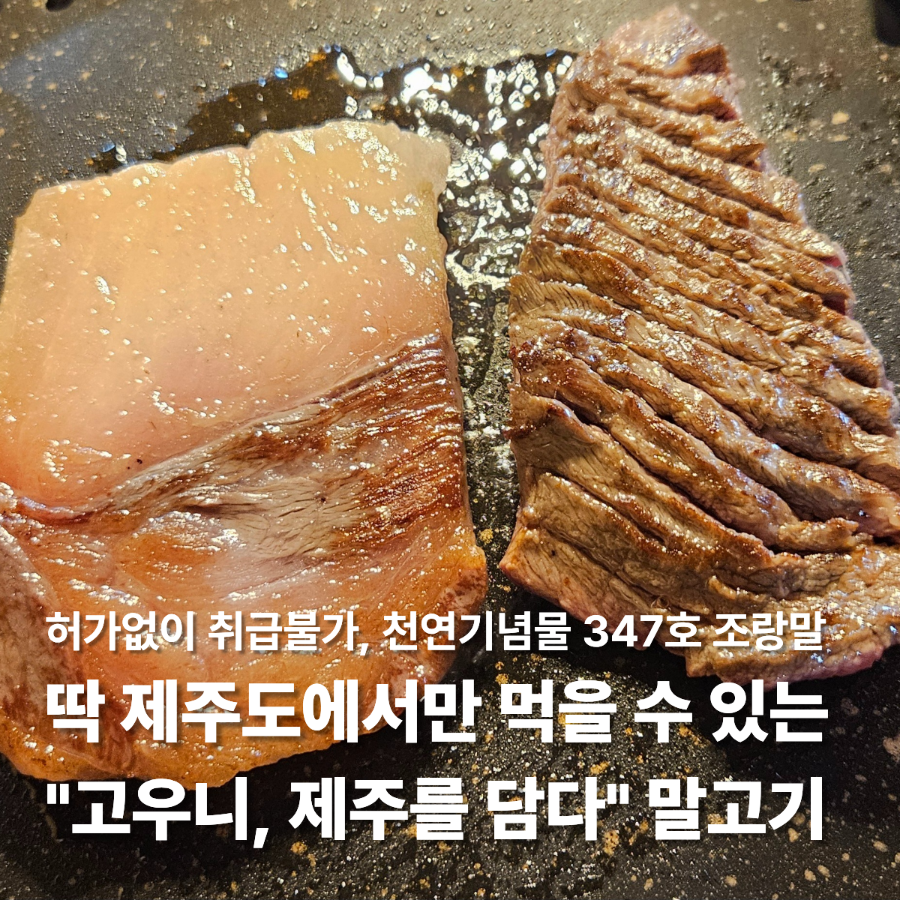 고우니 제주를담다 사진 1