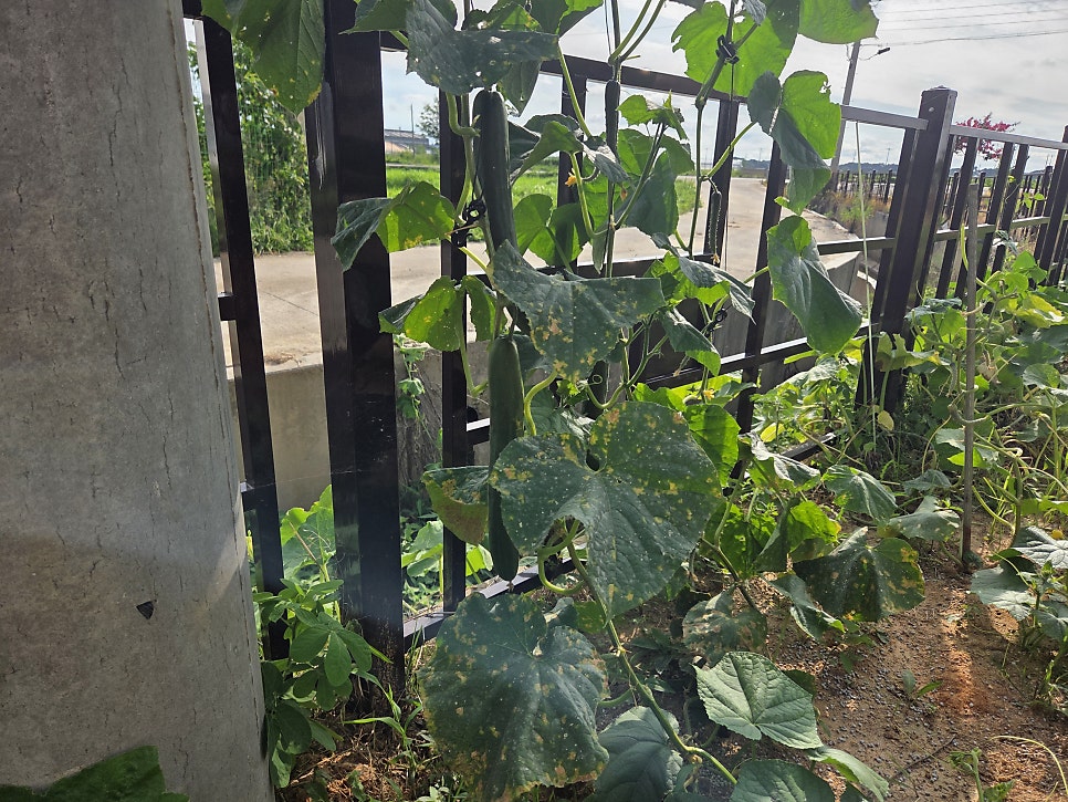 텃밭 사진 5