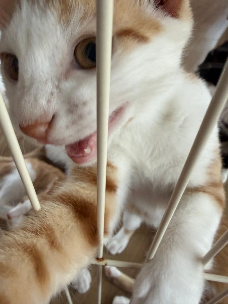 Myojuksa Temple Stay Review ① (feat. Cats, Evening Meal)