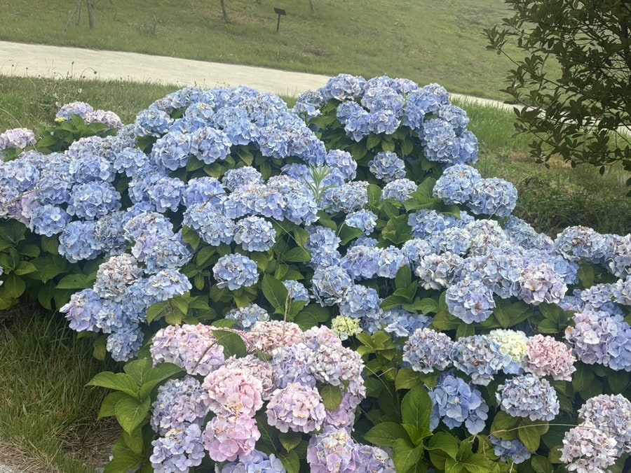 대명춘 사진 3