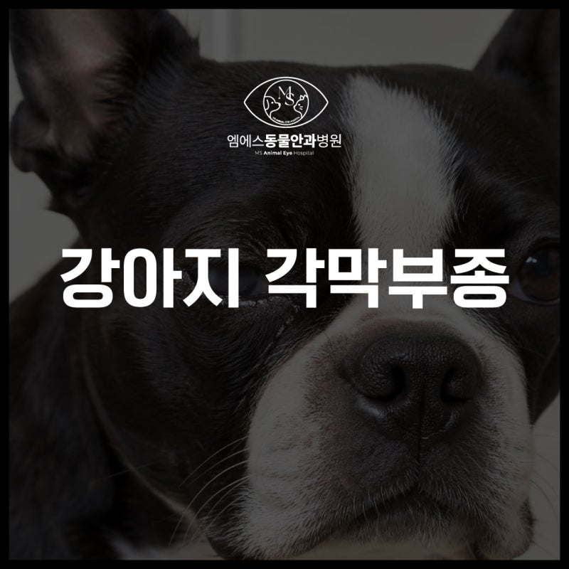 강아지 각막부종 눈이 파랗게 흐려졌다면 각막 내피세포부터 확인하세요