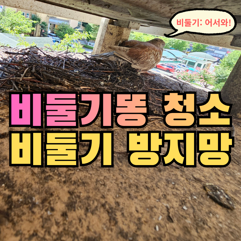 대구 실외기 비둘기퇴치 업체 비용: 베란다 비둘기똥청소 후 조류방지망 설치